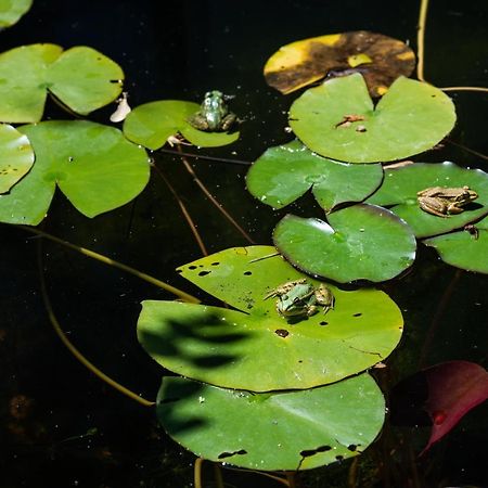 Altanure Quinta Sol D'Agua - Ecological Holiday Villa Ταβίρα Εξωτερικό φωτογραφία